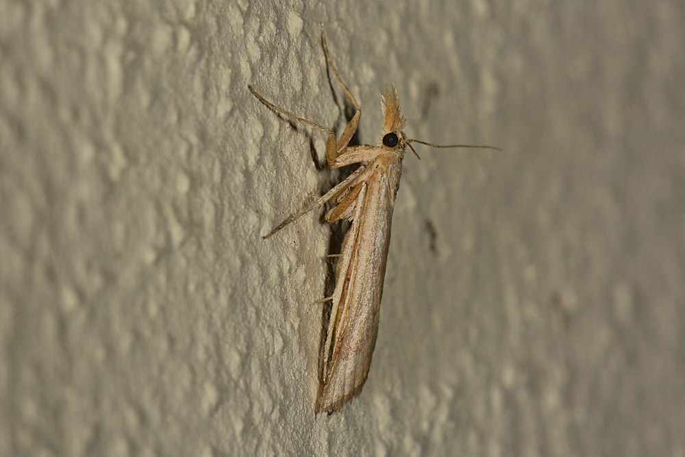 Pyralidae - Synaphe punctalis